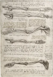 Études anatomiques